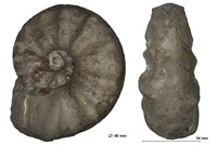 Ceratites Pré-nodosus